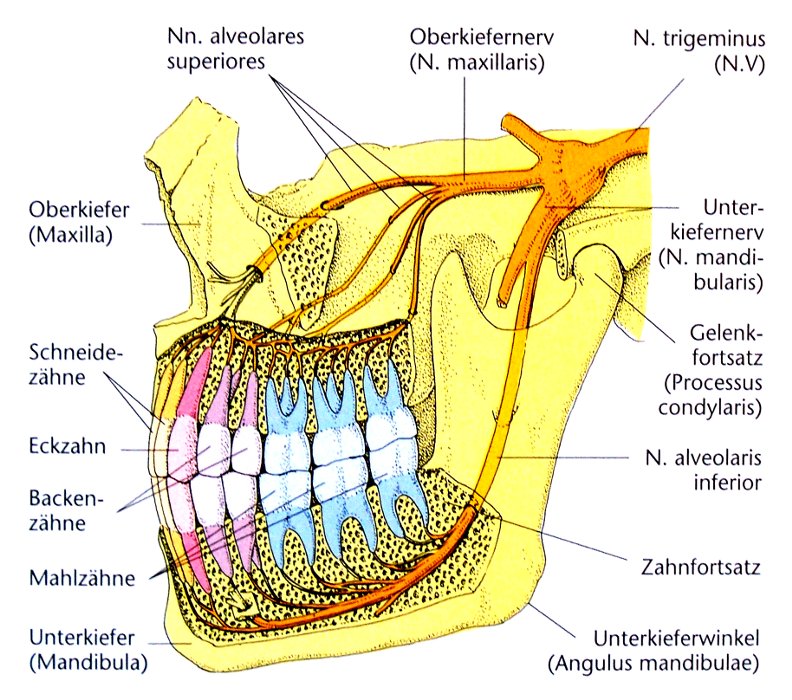 Nn. alveolares