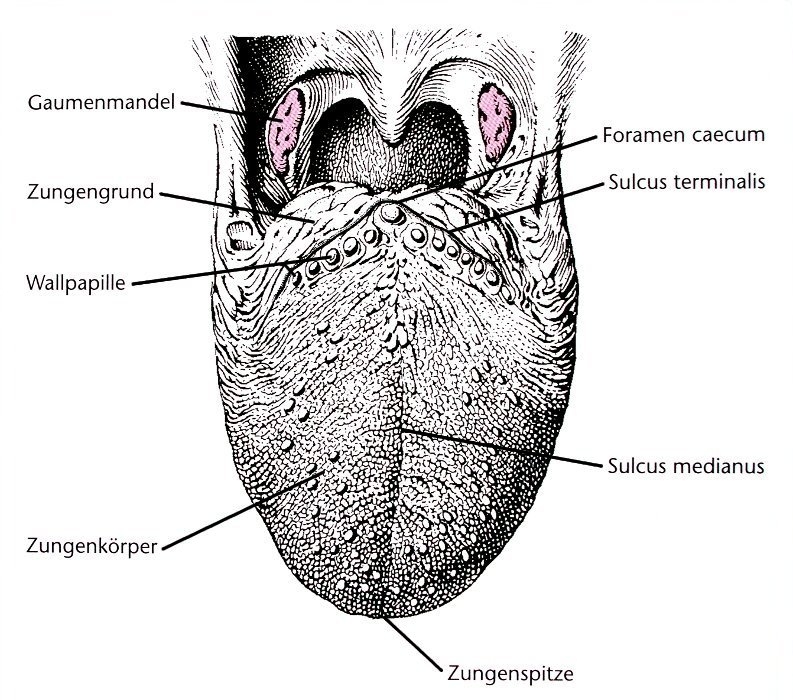 Dorsum linguae