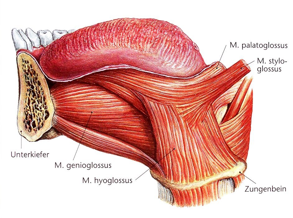 Außenmuskulatur der Zunge